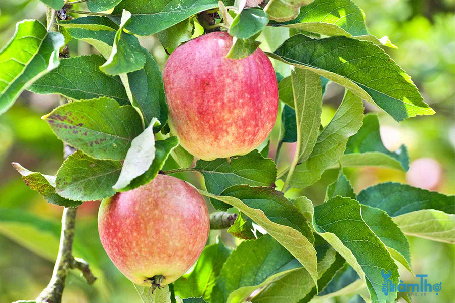 9 loại cây ăn quả tốt nhất để trồng trong vườn của bạn
