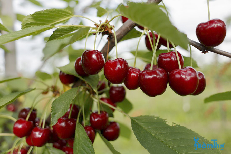 Cách trồng cherry trong vườn