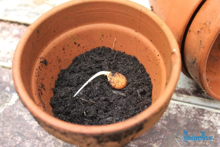Cách trồng đào bằng hạt để cây đậu quả thành công