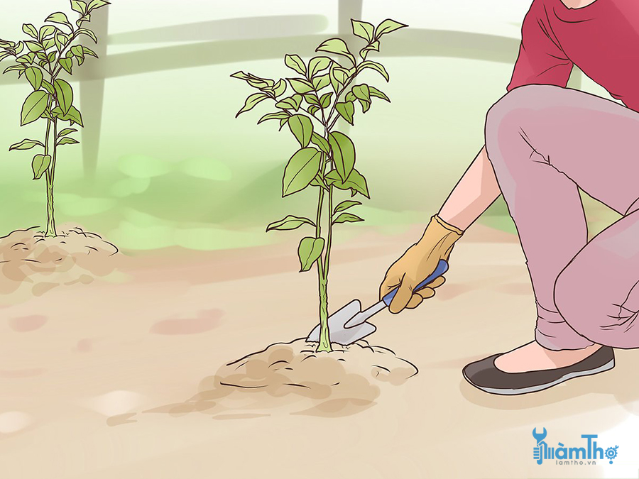 Cấy cây con khi chúng có ít nhất 2 bộ lá thật cao 50 – 60cm