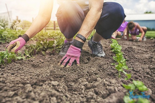 Hướng dẫn phương pháp cải tạo đất làm vườn hiệu quả