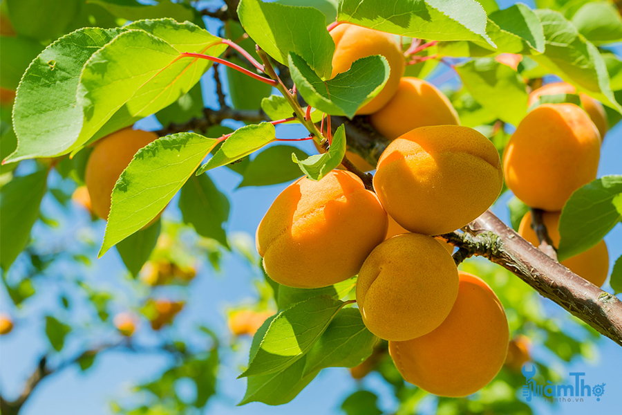 Giải đáp lý do tại sao trồng cây ăn quả không ra trái