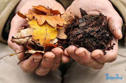 Cách làm và sử dụng phân ủ bằng lá cây (Leaf Mold)