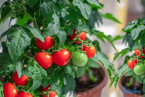 5 mẹo để trồng cà chua trong thùng chứa thành công