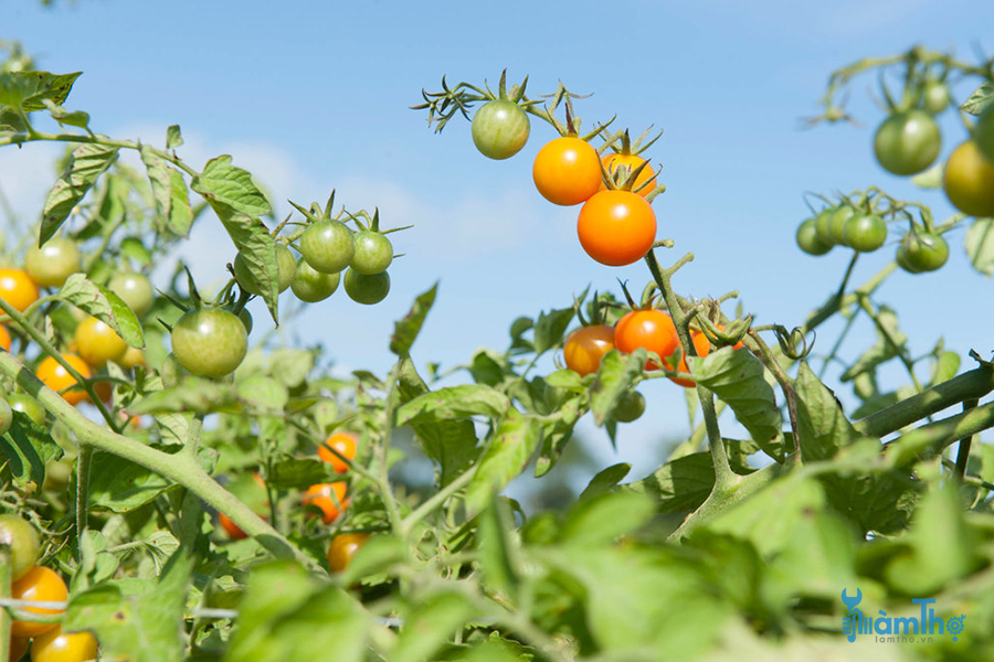 5 mẹo để trồng cà chua