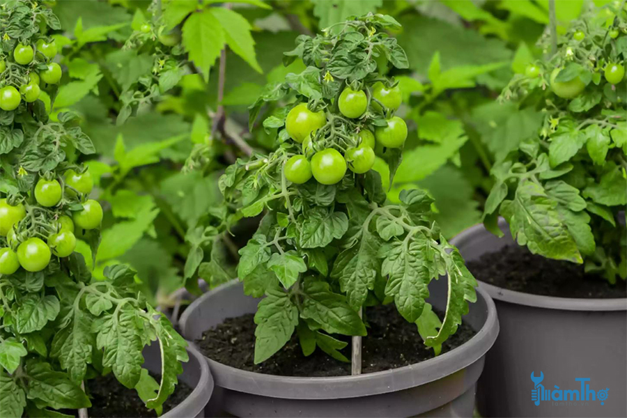 Mẹo trồng cà chua trong thùng chứa thành công
