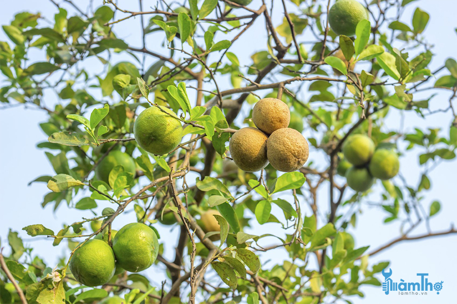 Cách xử lý cây chanh