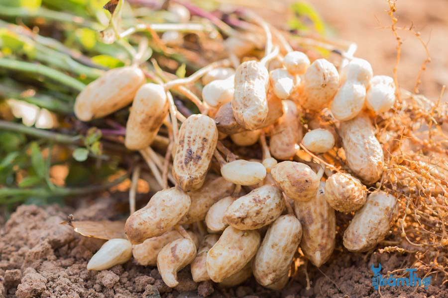 Cây lạc (đậu phộng) được trồng phổ biến bằng cách gieo hạt