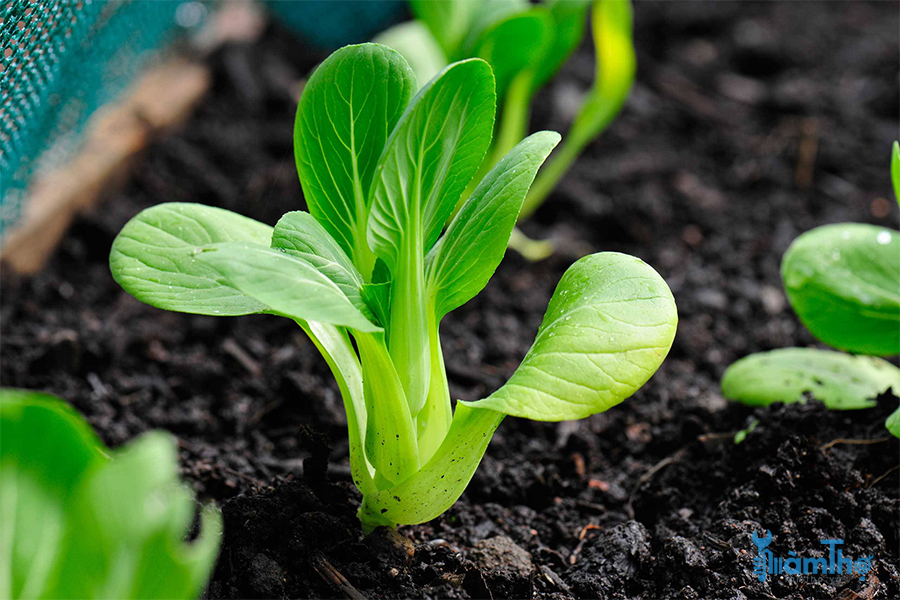 Cách trồng rau cải chíp bằng hạt đơn giản mà thành công