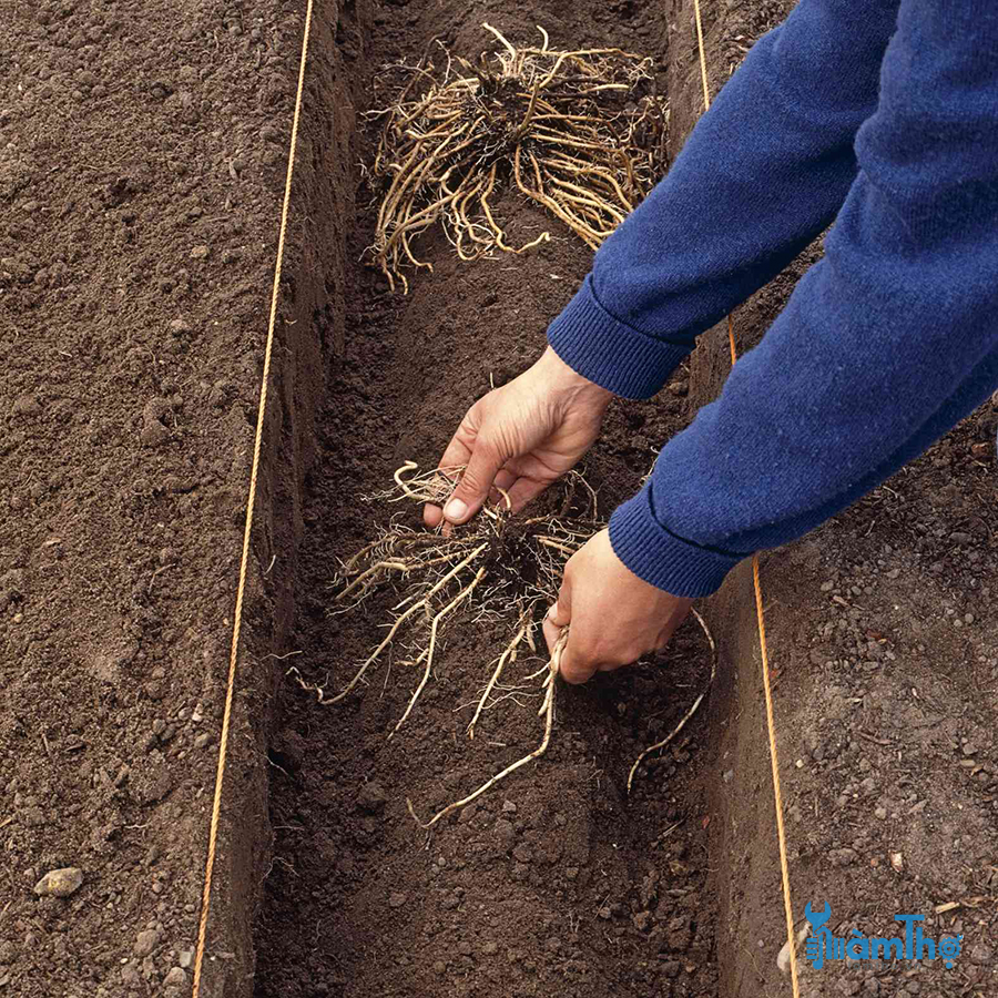 Đặt phần ngọn măng tây lên trên phần đất, để rễ mọc tràn ra các phía
