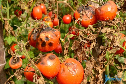 Cách phòng tránh bệnh cháy lá cây cà chua
