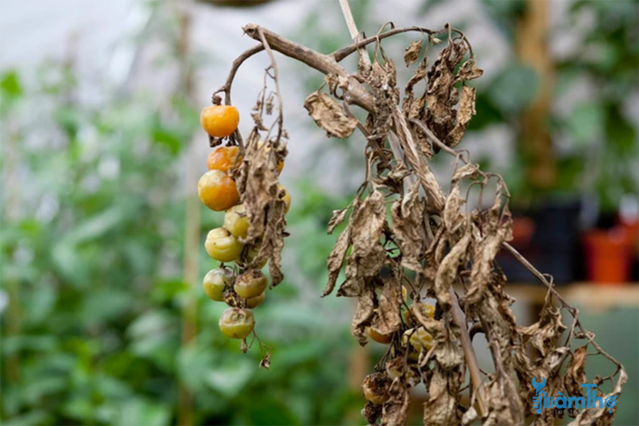 Cách phòng tránh bệnh cháy lá cây cà chua