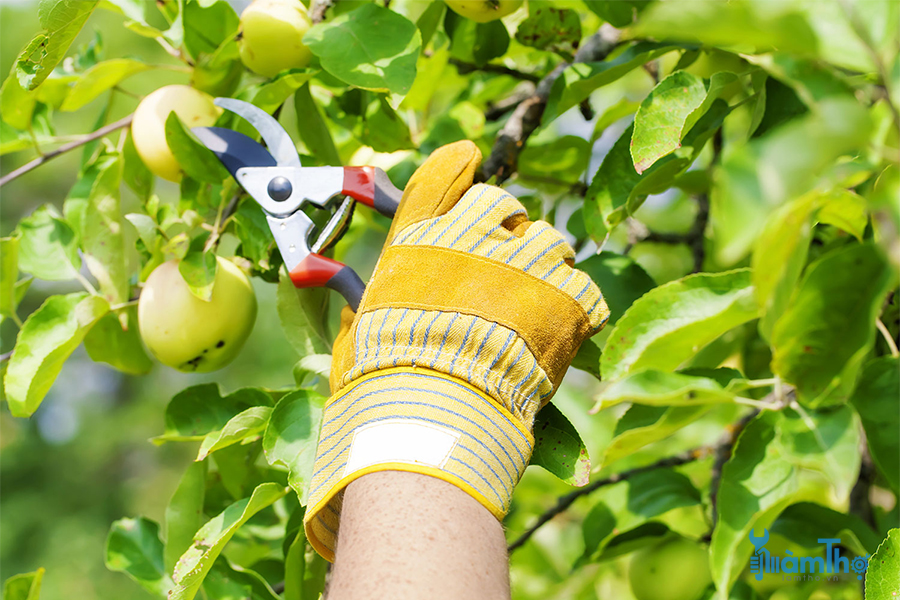 Cách cắt tỉa cây ăn quả vào mùa hè đúng kỹ thuật