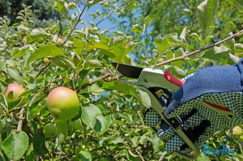 Cách cắt tỉa cây ăn quả vào mùa hè đúng kỹ thuật