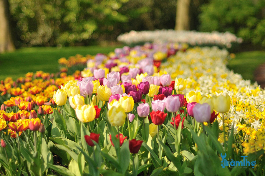 trồng các loại củ lớn như hoa thủy tiên vàng, hoa tulip và cây Alliums