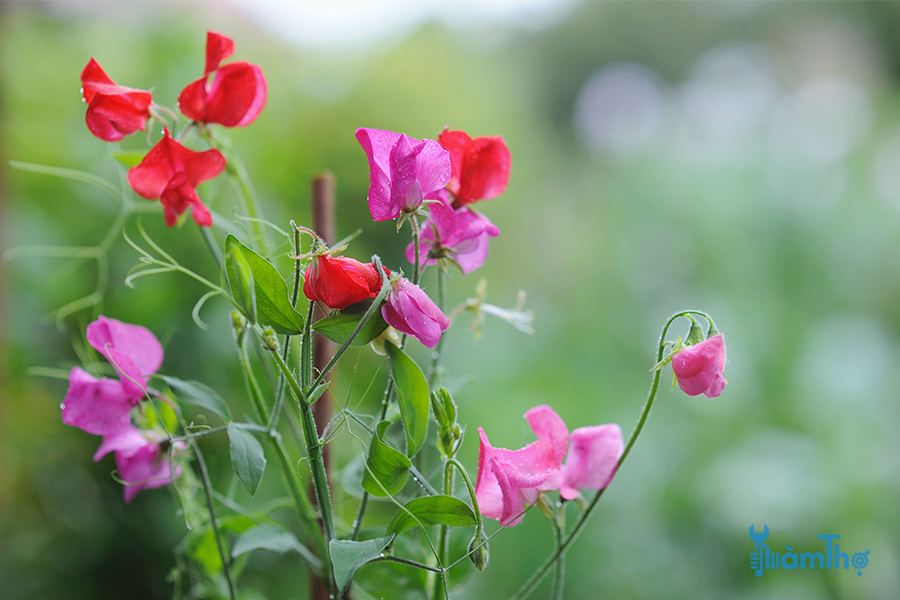 9 loại hoa tốt nhất cho vườn rau 