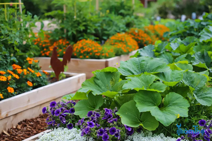9 loại hoa tốt nhất cho vườn rau giúp ngăn chặn sâu bệnh