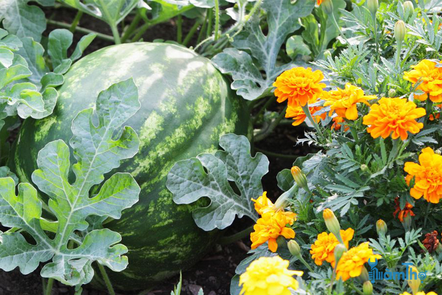 9 loại hoa tốt nhất cho vườn rau 