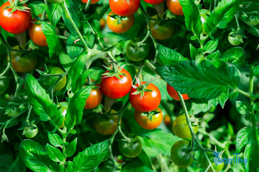 Cách trồng cà chua hữu cơ