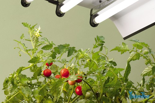 Cách trồng cà chua hữu cơ trong nhà thành công