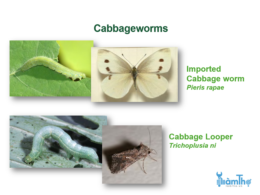 Cách xác định và kiểm soát sâu bắp cải