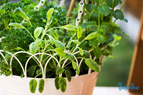 5 loại thảo mộc tuyệt vời để trồng trong giỏ treo đầy nắng