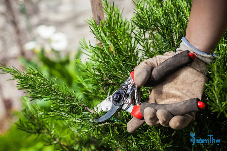 Để cắt tỉa, bạn cần có găng tay làm vườn và kéo cắt tỉa