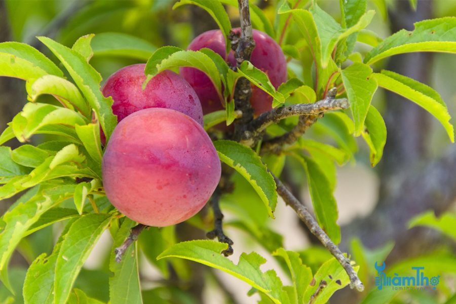 Cách chăm sóc cây mận ra nhiều trái