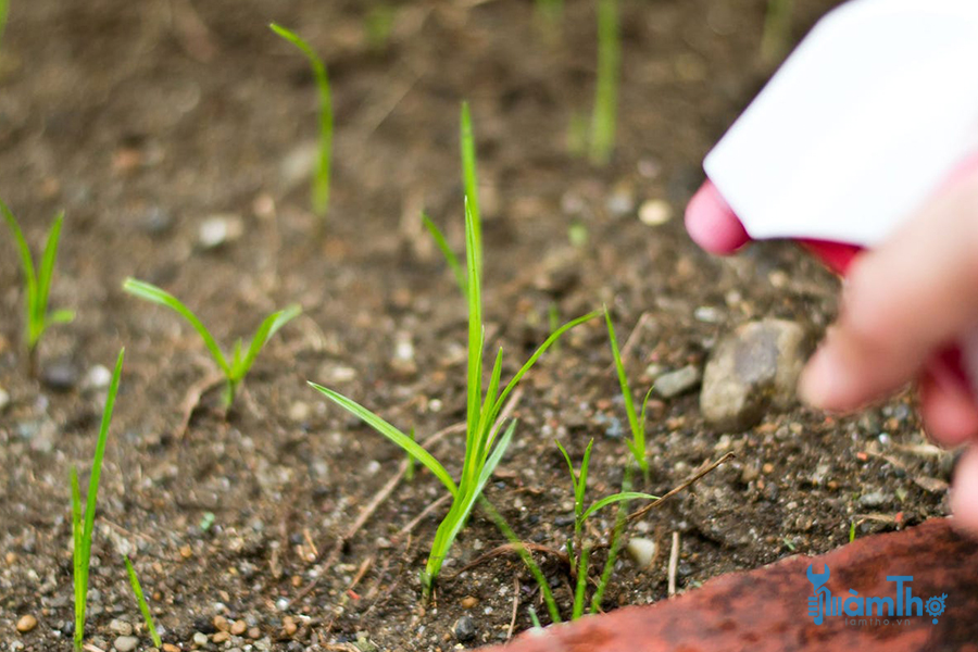 Cách diệt trừ cỏ dại trong vườn