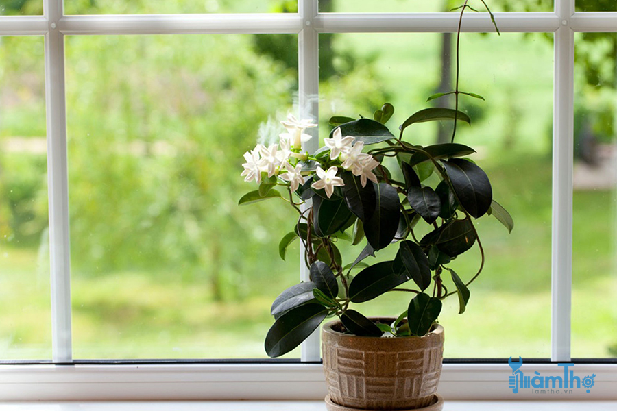 Hoa lài nhài trồng cạnh cửa sổ