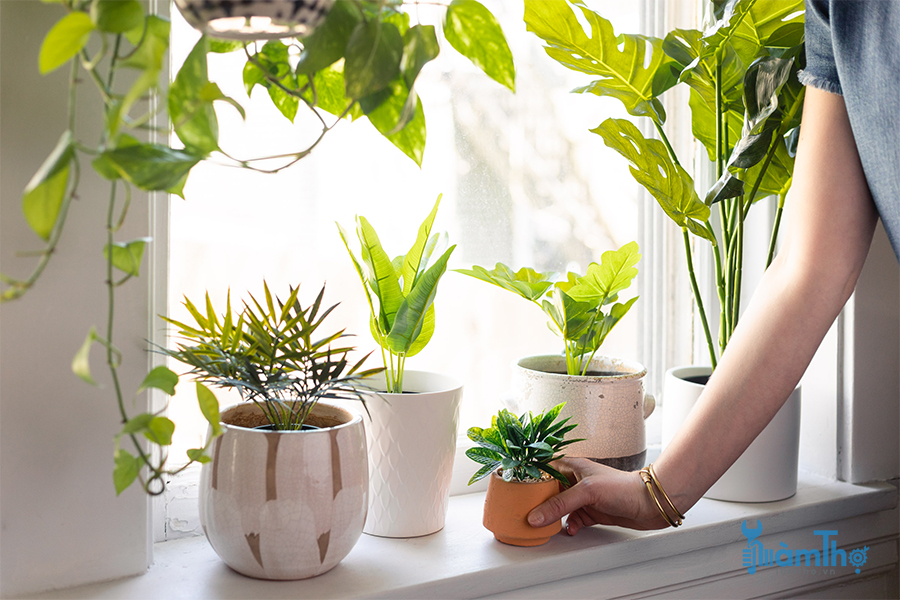 12 loại cây trồng trong nhà tốt nhất cho cửa sổ đầy nắng
