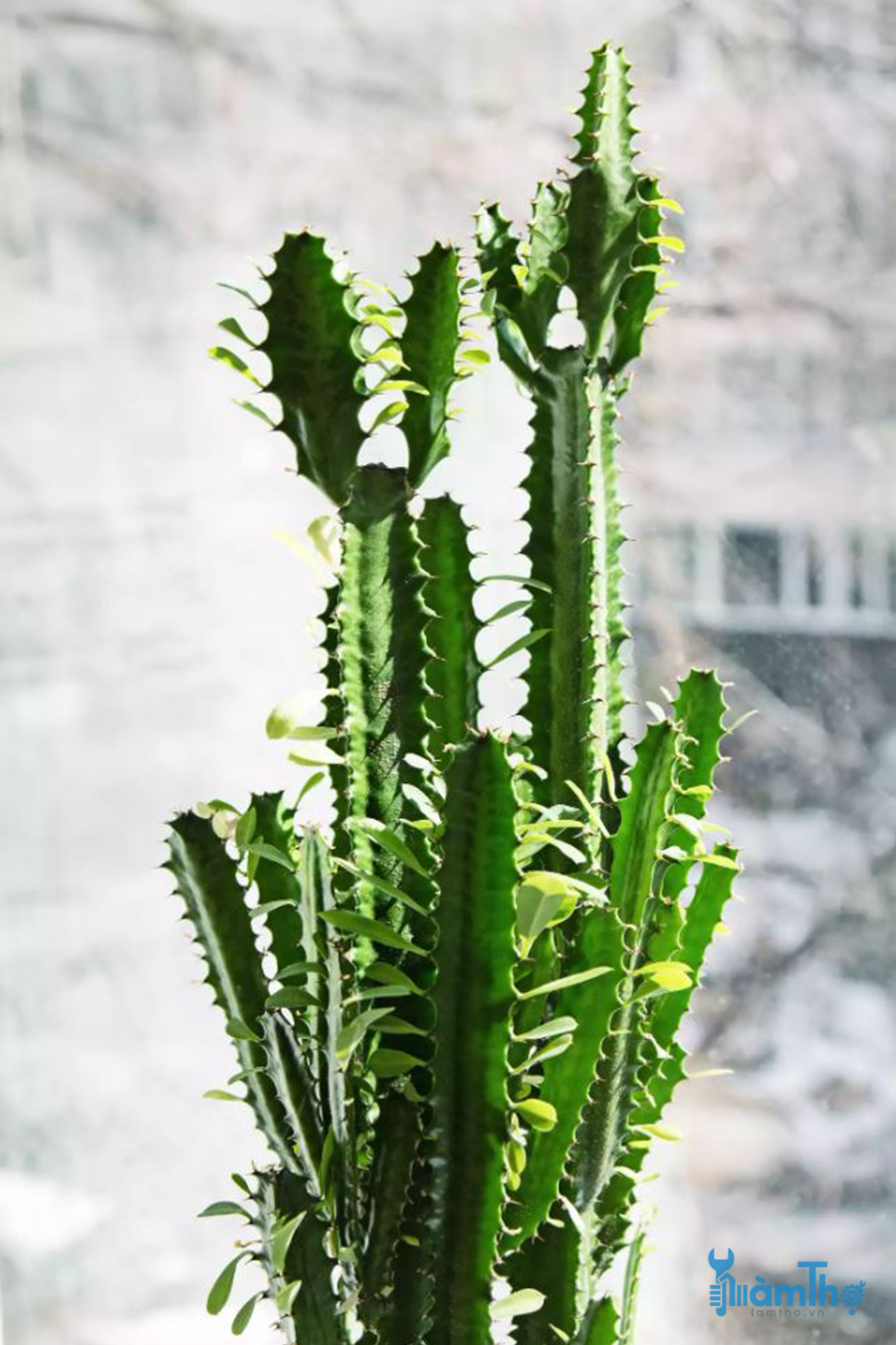 Euphorbia trigona (Euphorbia trigona)