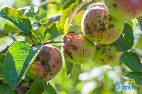 4 bệnh thường gặp trên cây táo và cách phòng tránh