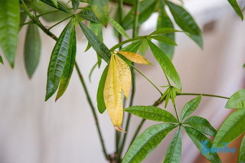 6 nguyên nhân phổ biến khiến cây trồng trong nhà bị vàng lá