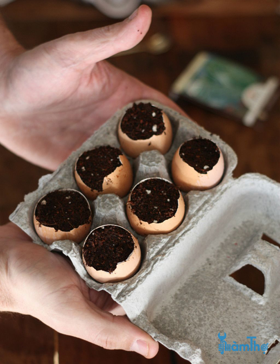 Cách gieo hạt trồng cây con trong vỏ trứng