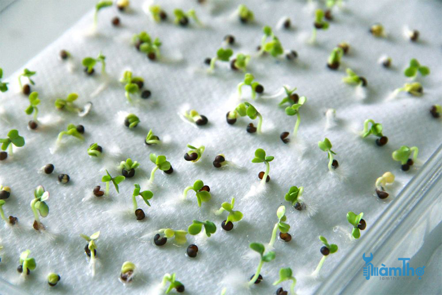 Đặt hạt lên khăn giấy ướt và quan sát xem có bao nhiêu hạt nảy mầm