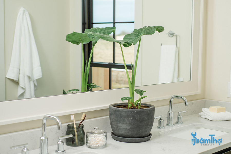 Các loại cây trồng trong nhà tốt nhất cho phòng tắm