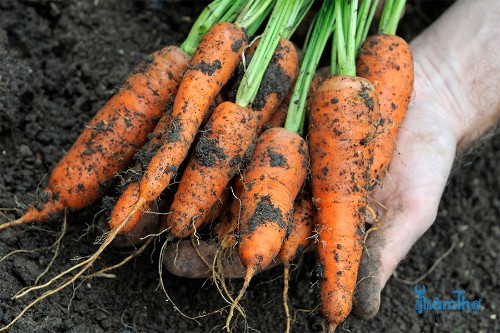 10 cách để tránh sâu bệnh gây hại củ cà rốt