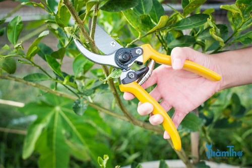 8 Lý do bạn nên cắt tỉa cây vào mùa hè