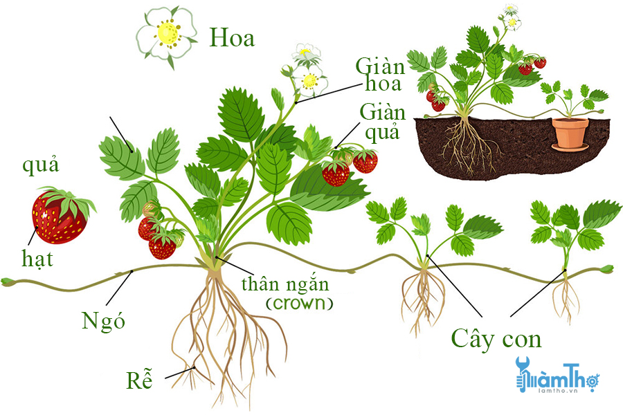 Cách nhận biết các bộ phận trên cây dâu tây