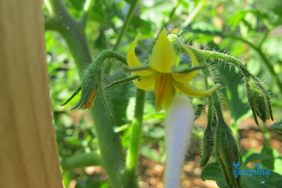 Sử dụng tăm bông để thụ phấn cây cà chua