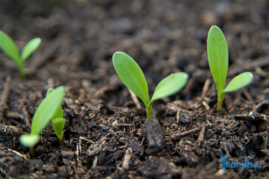 3 cách làm ấm đất để gieo hạt giúp hạt nảy mầm nhanh hơn