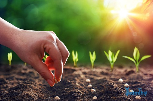 3 cách làm ấm đất để gieo hạt giúp hạt nảy mầm nhanh hơn