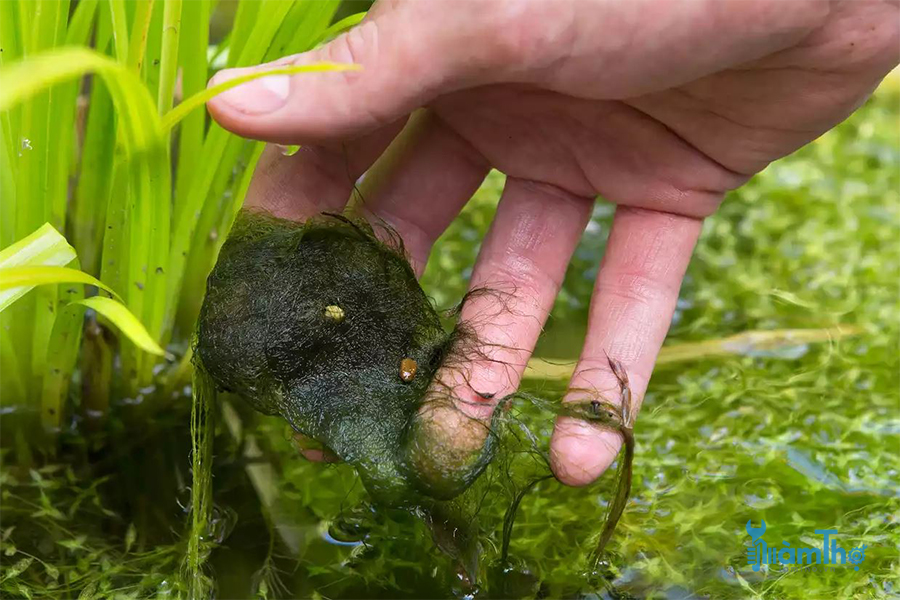 Tẩy rêu xanh, tảo trong ao nuôi