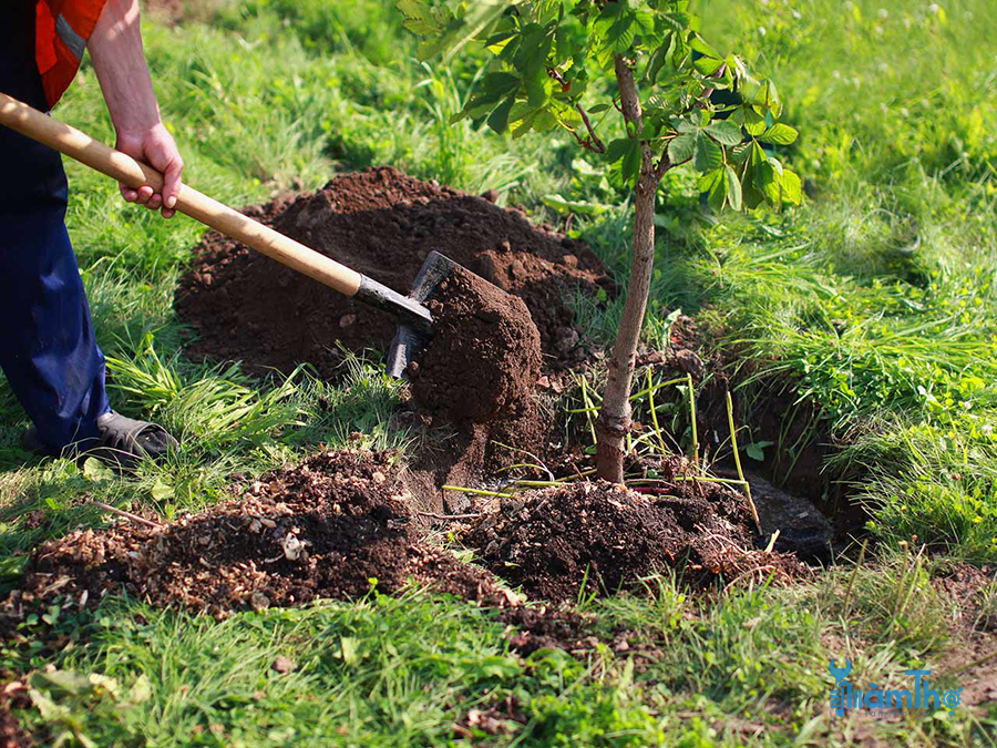 6 Lời khuyên khi trồng cây mới giúp cây có một khởi đầu tốt