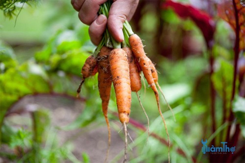 Cách bảo quản cà rốt để sử dụng trong mùa đông