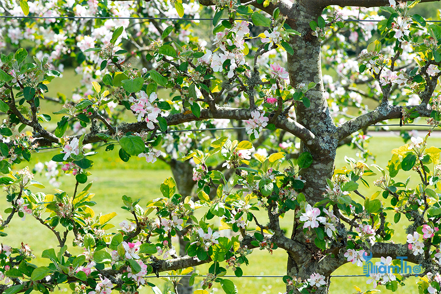 Cây táo không chỉ ra trái vào mùa thu mà còn cung cấp hoa đẹp vào mùa xuân