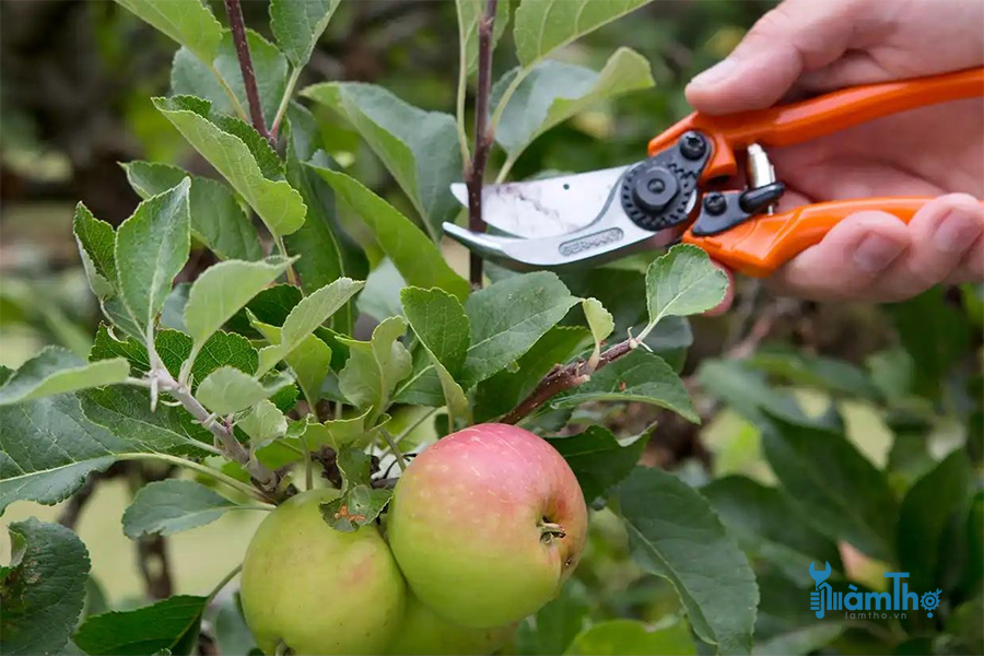 Cắt tỉa cây táo vào mùa hè sẽ khuyến khích ra hoa và đậu quả