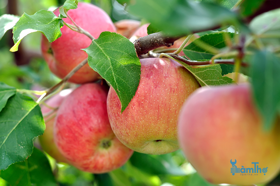 Lời khuyên cần thiết khi trồng và chăm sóc cây táo