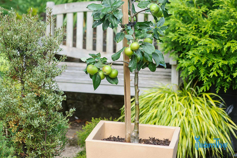 Cách trồng cây táo trong chậu